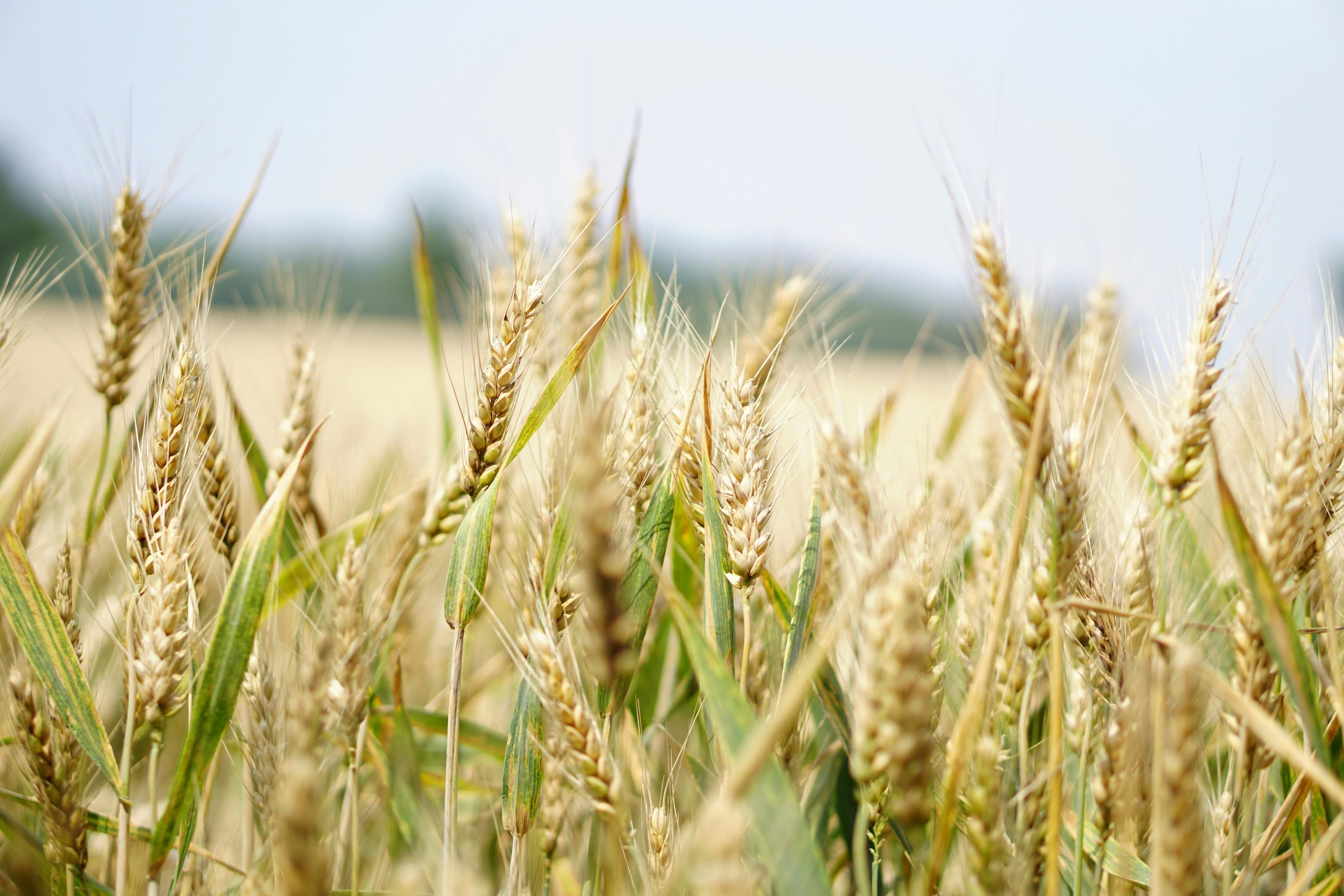 What is the Wheat Futures Curve? Global Supply Indicators